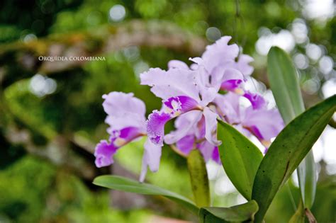 The Richest Country In Orchids In The World Colombia