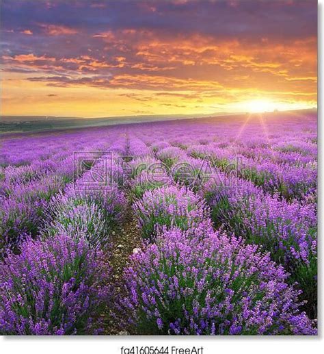 Free art print of Meadow of lavender. | Landscape art prints, Landscape ...