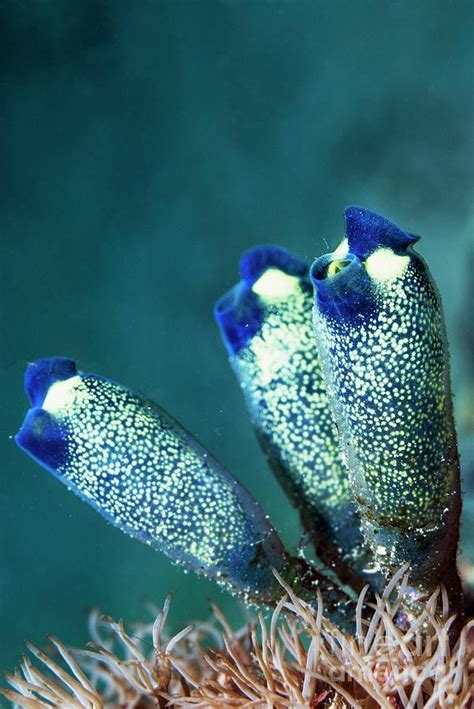 Colonial Purple Sea Squirts Photograph By Georgette Douwma Science Photo Library Fine Art America