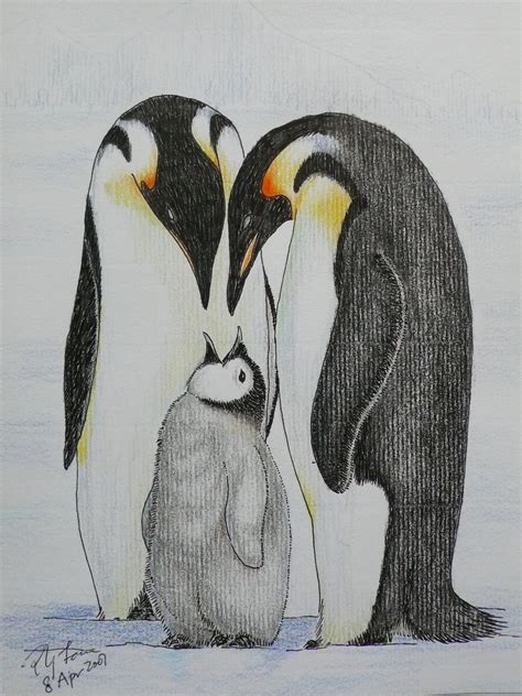 Emperor Penguin Color Pencil Drawing 1 A Photo On Flickriver