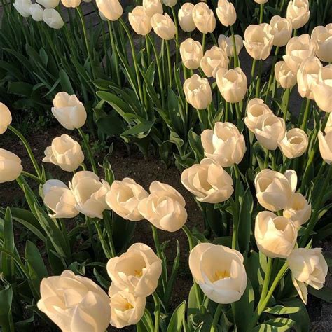 White Tulips Flower Aesthetic Pretty Flowers Beautiful Flowers