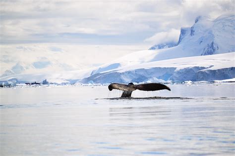 Antarctic Whale