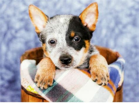 Blue Heeler Chihuahua Mix Information