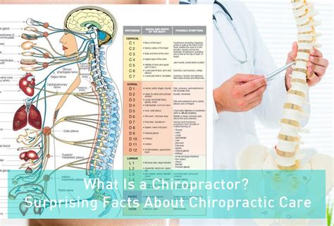 What Is A Chiropractor Amazing Facts About Chiropractic Care Çok