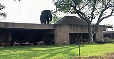 Elephant filmed strolling around on a resort rooftop in South Africa ...