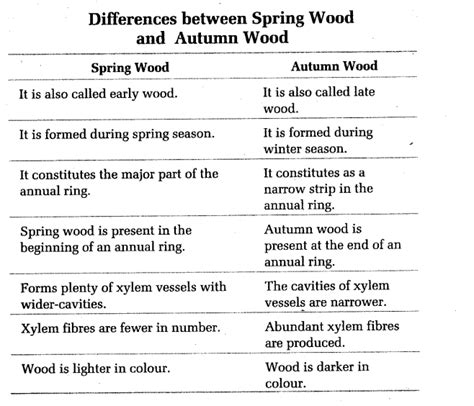 Neet Biology Notes Anatomy Of Flowering Plants Wood Cbse Tuts