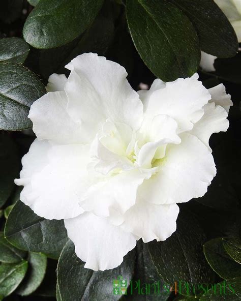 Send A White Azalea As A Plant T Quality Plants Fast Uk Delivery