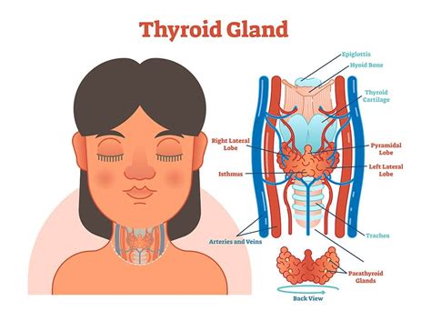 If it becomes enlarged, doctors the thyroid gland secretes thyroid hormones, which control the speed at which the body's chemical. 11 Hypothyroidism Symptoms in Women, Men & Children - Healthella