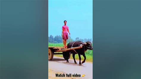 Explore India Indian Dance And Village Lifestyle Full Video Youtuberpjpmkrqup8