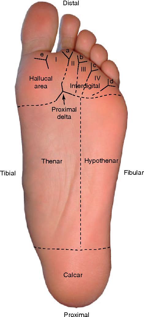 Plantar Foot Anatomy Skin