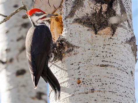Pileated Woodpecker Nesting A Complete Guide Unianimal