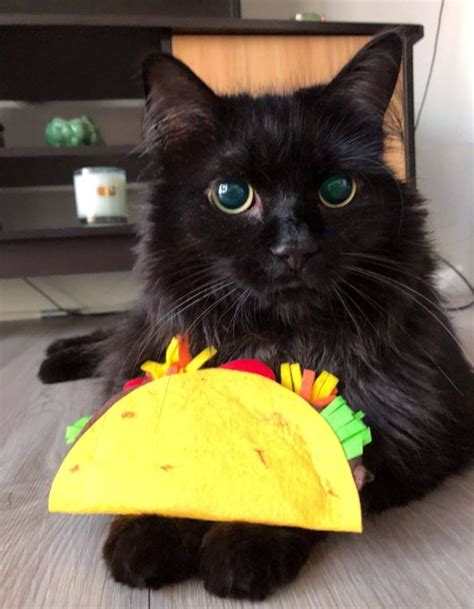 Taco Cat Toy Organic Cat Nip Taco Valerian Taco Toy Felt Etsy