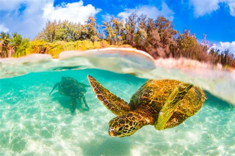 Os Melhores Lugares Para Ir Snorkeling Em Oahu
