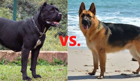 Cane Corso Vs German Shepherd Differences And Similarities Fuzzy Rescue