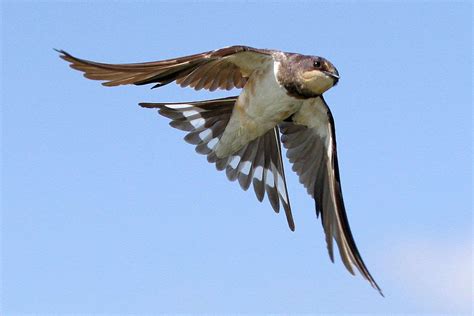Aerial Bird Definition And Examples