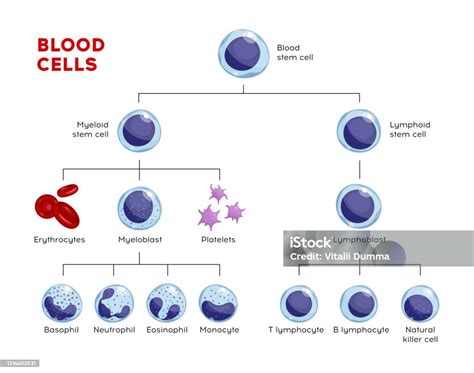 Vetores De Tipos Vetoriais De Células Sanguíneas Eritrócitos