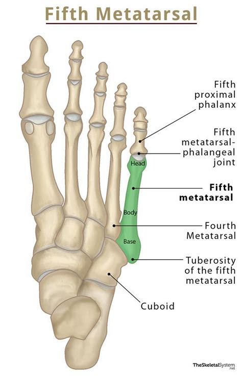 Metatarsal Bone Anatomy