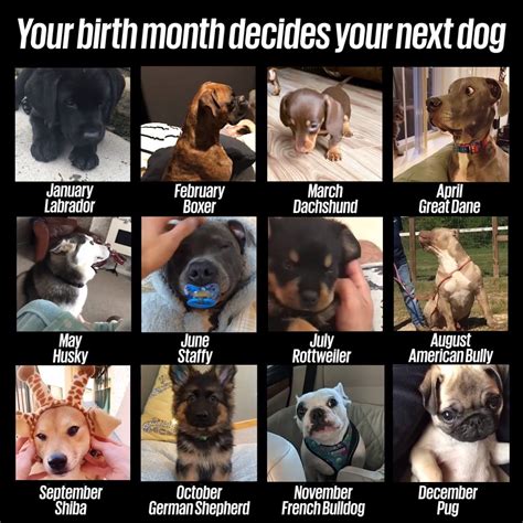 Your Birth Month Decides Your Next Dog I Want All Of Them Tho 😩 ️️