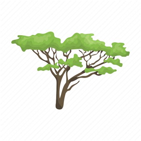 Acacia Tree Png
