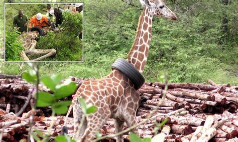 rubber necking giraffe is rescued after getting a tyre stuck around its neck in kenya