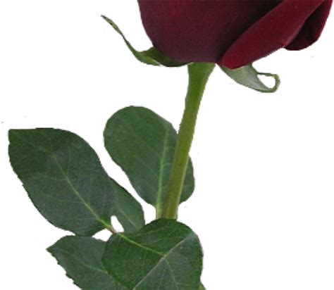Bud Clipart Simple Rose Red Rose Png Aesthetic Transparent Png Full