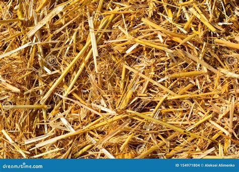 Straw In A Rural Farm Dry Straw On The Field Stock Photo Image Of