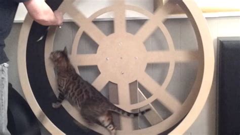 A cat wheel, or cat exercise wheel, works in the same way a hamster wheel does. Cat exercise wheel - YouTube