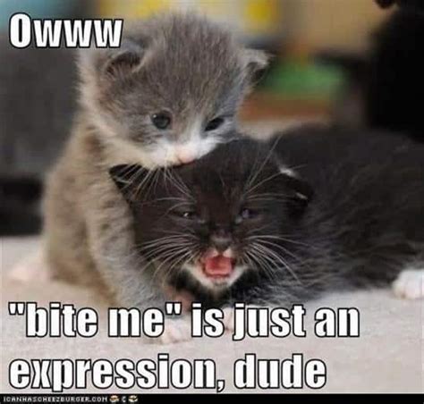 24 Kitten Memes That Are Too Adorable To Ignore