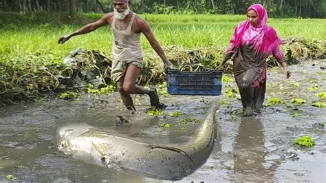 Asia Traditional Fishing By Mud Water Village People Fish Catching By