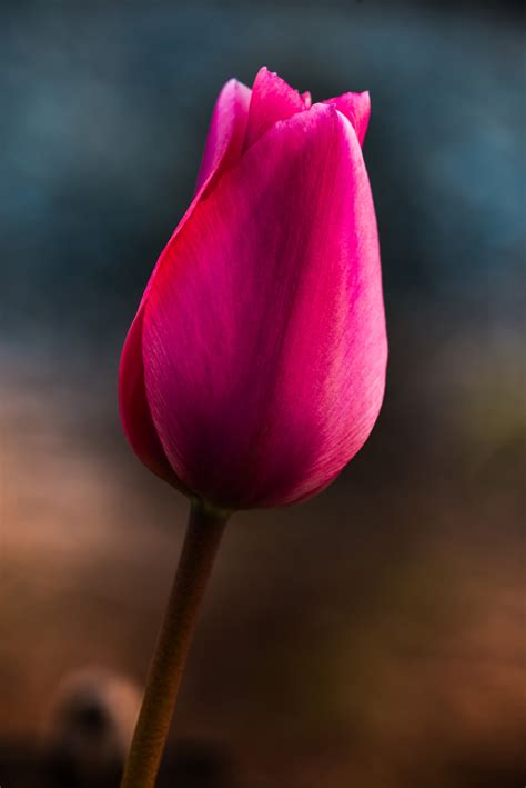 Beautiful Purplepink Tulip Flower Free Picture For Blog Or Web Article