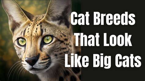 10 Cat Breeds That Look Like Big Cats Youtube