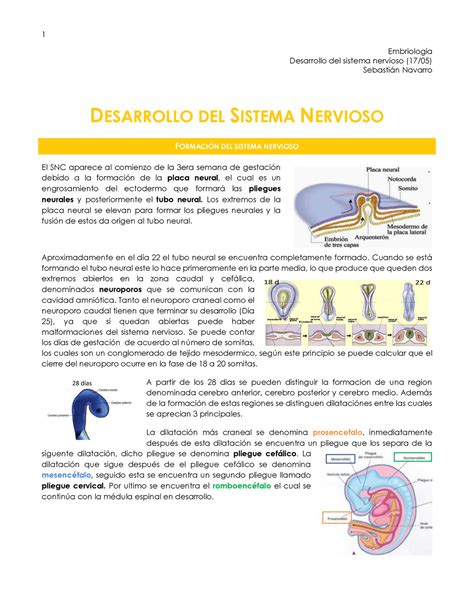 Desarrollo del sistema nervioso Embriología Desarrollo del sistema
