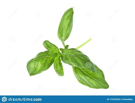 Basil Herb Leaves Isolated On White Background Stock Photo Image Of