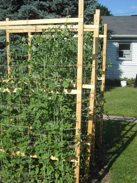 Pea Trellis How Tall Okejely Garden Plant