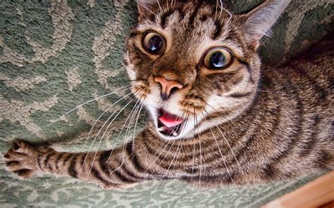 Funny Cat Face Face Funny Cat Animal Hd Wallpaper Peakpx