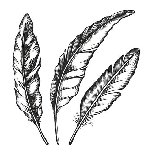 Crow Feather Clip Art Vector Images And Illustrations Istock