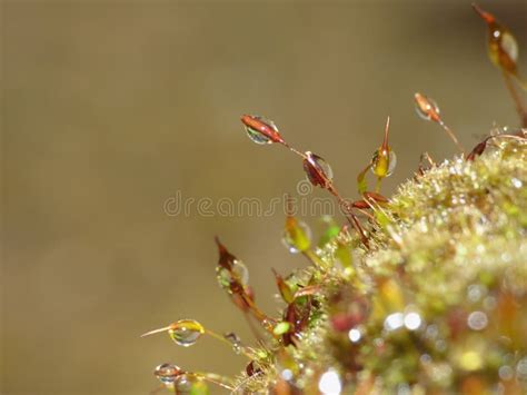 Fresh Moss And Water Drops In Green Nature Garden Macro Shot Stock