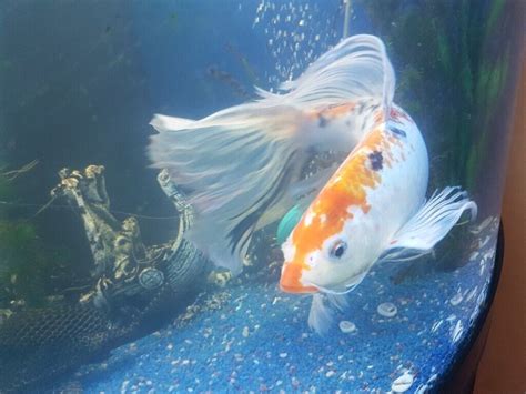 Butterfly Koi Carp Fish Only In Orpington London Gumtree