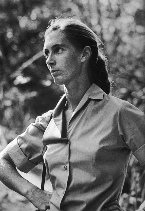 Jane Goodall Biography Chimpanzee Researcher