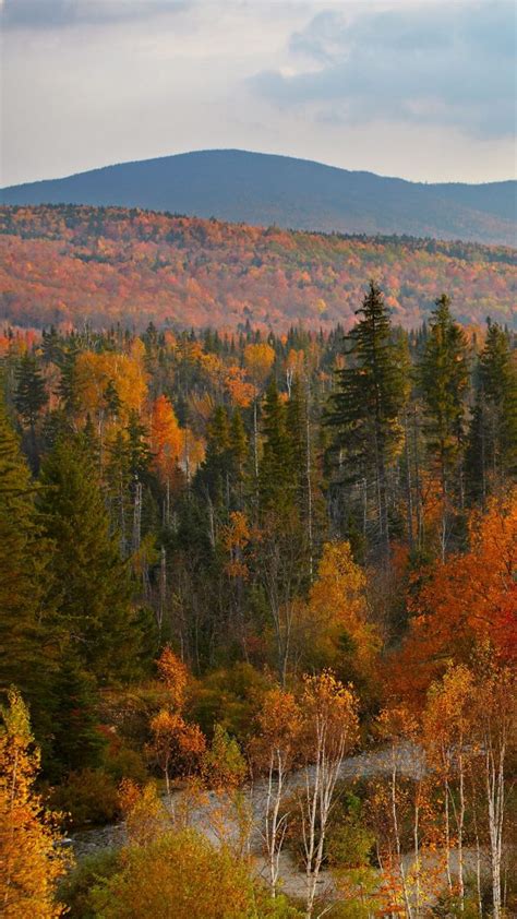 Fall Trees With Misty Mountain And River New Hampshire Usa Windows