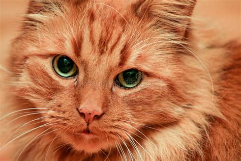 Ginger Orange Cat With Green Eyes Portrait Stock Photo Image Of