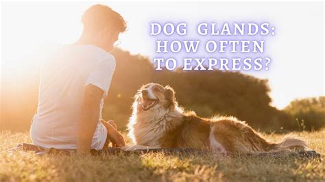 Dog Anal Glands How Often To Express Dog Glands Dogs Home