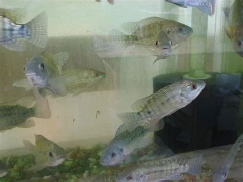 Pure Breed Blue Tilapia