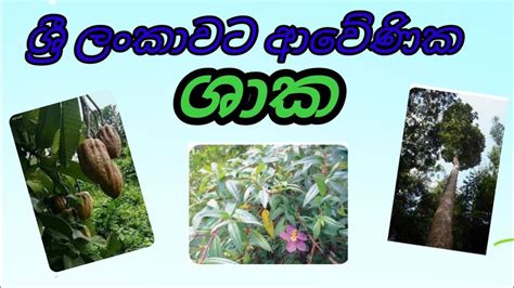 ශ්‍රී ලංකාවට ආවේණික ශාක වර්ග හඳුනාගනිමුendemic Plants Of Sri Lanka