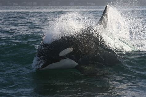 Closing The Book On Orca Captivity Endangered Species Coalition