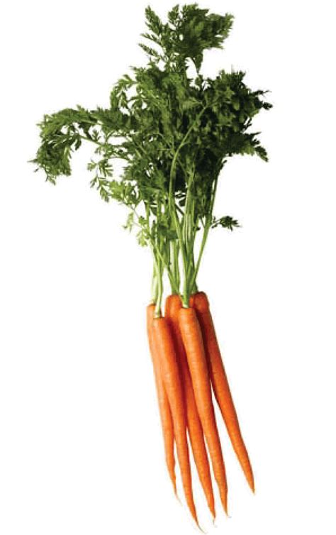 Vegetables clipart carrot stick, Vegetables carrot stick ...