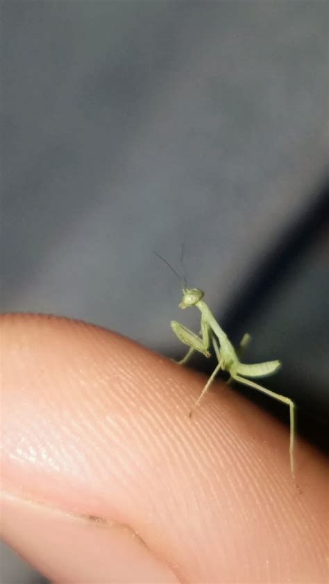 Tiny Praying Mantis Aww