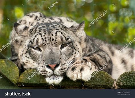 Snow Leopard Or Ounce Lying Down But Watchful Stock Photo 63939541
