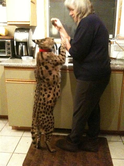 But there are a lot of misconceptions when it comes to their size. My friend's house cat, a Serval : pics