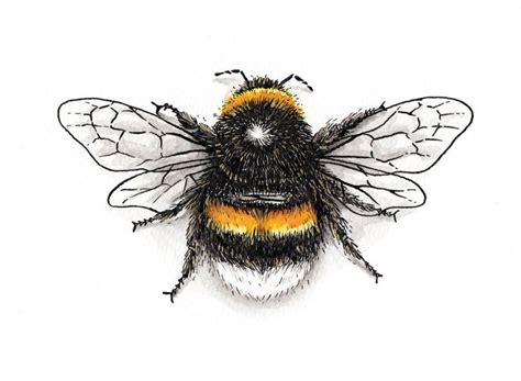 Bumble Bee Garden Bee Giclée Print Pen And Ink Wall Art Etsy